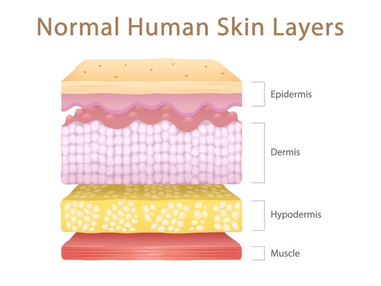 Epidermis image