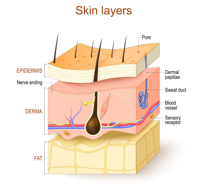 Dermis diagram